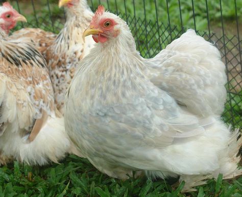 https://flic.kr/p/9wSiP9 | porcelain pekin hen | lavender version of a millie fluer colour pattern. millie fluers behind her. Light Brahma Chicken, Bantam Breeds, Eider Duck, Brahma Chicken, Breeds Of Chickens, Chickens For Sale, Divine Spirit, Fancy Chickens, Silkie Chickens