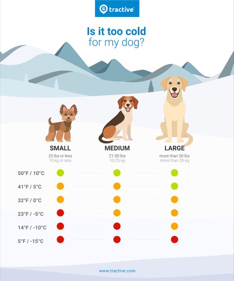 How Cold Is Too Cold For Dogs? Tips For Dogs & Cold Weather | Tractive Cold Weather Dogs, Dogs Tips, Tips For Dogs, Sense Of Smell, Too Cold, Winter Dog, Its Cold Outside, Ski Trip, Winter Essentials