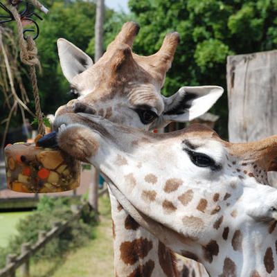 giraffe enrichment images | Ice Treats Hoofstock Enrichment, London Zoo Aesthetic, Giraffe Enrichment Ideas, Giraffe Enrichment, Colchester Zoo England, Zoo Enrichment, Zoo Backstage, Animal Enrichment, Very Weird