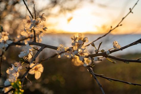 Beginning Of Spring, Signs Of Spring, Spring Photos, Spring Sign, Spring Home Decor, Spring Home, In Nature, Denmark, Dandelion