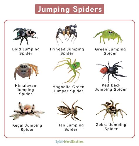 Types Of Spiders Chart, Type Of Spiders, Different Types Of Spiders, Cool Spider Species, Spider Breeds, Jumping Spider Anatomy, Spidersona Names, Spider Names, Spider Types