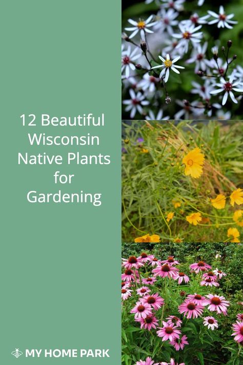 Wisconsin Landscaping Ideas, Native Plant Landscape, Native Gardens, Prairie Garden, Native Garden, Backyard Living, Landscaping Plants, Native Plants, Horticulture