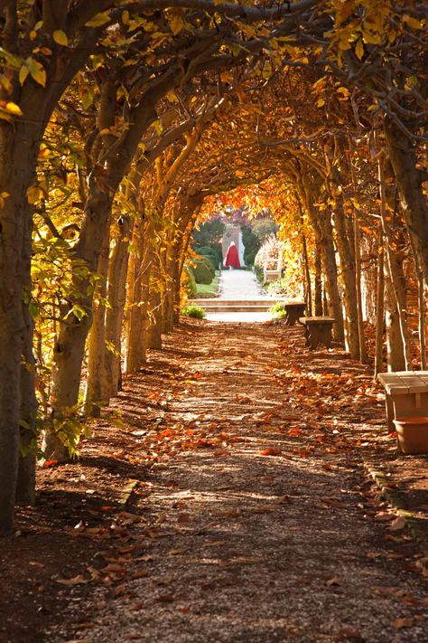 Colonial Aesthetic, Colonial Williamsburg Va, Colonial Williamsburg Virginia, Virginia Fall, Williamsburg Virginia, Colonial History, Colonial America, Williamsburg Va, Fall Inspiration