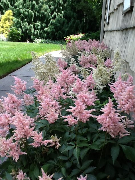 Portage Garden, Astilbe Chinensis, Astilbe Flower, Astilbe Arendsii, Woodland Garland, Leopard Plant, Corner Plant, Wild Flower Meadow, Astilbe Companion Plants