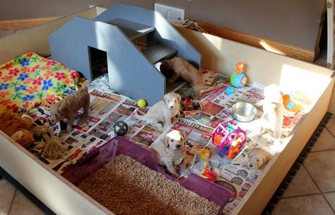 Dog Breeding Kennels, Puppy Playground, Dog Birth, Pet Supplies Organization, Puppy Development, Puppy Pens, Puppy Playpen, Puppy Litter, Puppy Nursery