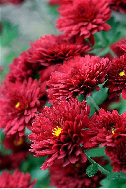 Fall Mums, Fall Flower, Arrangement Ideas, Autumn Garden, Beautiful Blooms, Fall Flowers, Dream Garden, Belleza Natural, Chrysanthemum