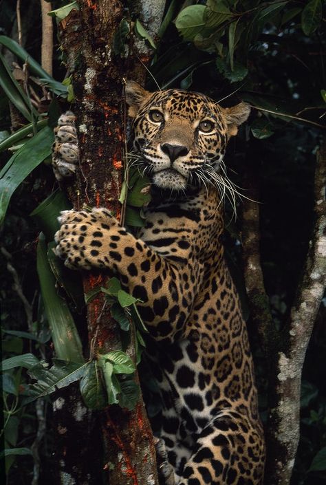 A jaguar named Boo by Steve Winter Regard Animal, Regnul Animal, Majestic Animals, In The Jungle, Amazing Animals, Alam Yang Indah, Leopards, Animal Wallpaper, Animal Planet