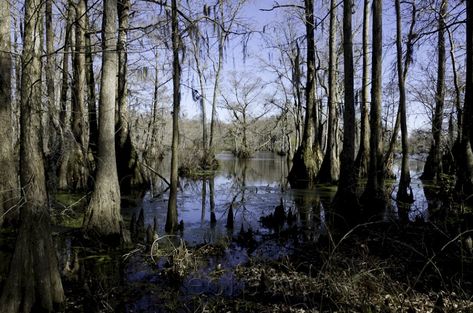 Southern Gothic Fashion, Great Dismal Swamp, Dismal Swamp, Southern Belle Style, Near Dark, State Of Decay, Literary Genre, Nocturnal Animals, Southern Gothic