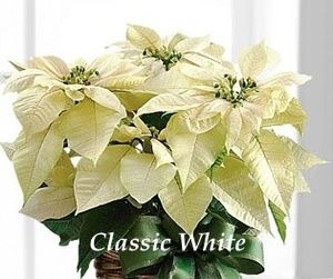 Pink Poinsettia Christmas, Pink Poinsettia, White Poinsettia, Poinsettia Plant, Holiday Baskets, Natural Baskets, Christmas Plants, Holiday Bows, Holiday Flower