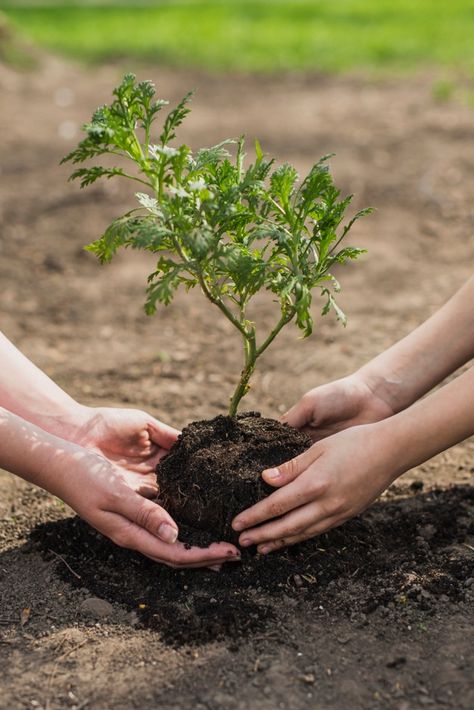 Tractor Photography, Agriculture Photography, Growing Seedlings, Planting A Tree, Save Trees, Tree Images, Rainwater Harvesting, Plant Photography, Tree Seeds