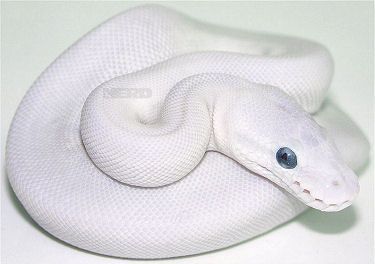 Blue-eyed Lucy A Blue-Eyed Leucistic Ball Python Baby Ball Python, Burmese Python, Beautiful Ball, Ball Python Morphs, Ball Pythons, Albino Animals, Snake Lovers, Cute Reptiles, Cute Snake