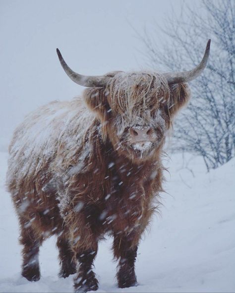 Winter Cow Wallpaper, Cows In Snow, Cow Wallpaper, Fluffy Cows, Art Folder, Hello Winter, Pet Birds, Moose Art, Cow