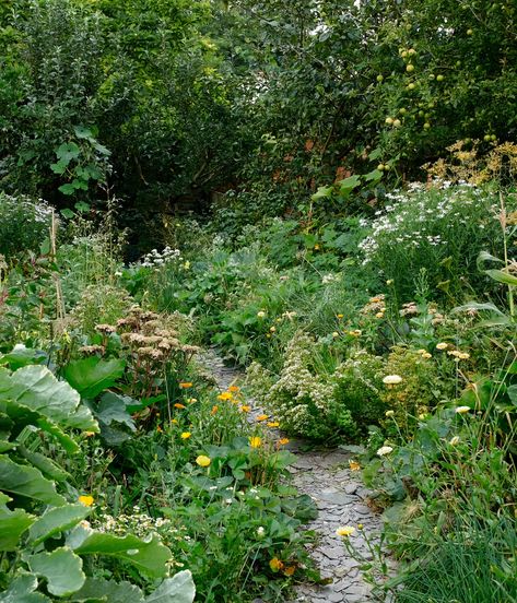 Natural Forest Garden, Alys Fowler Garden, Rewilding Garden, Natural Gardens, Alys Fowler, Food Forest Garden, Permaculture Garden, Garden Forest, Medicinal Garden