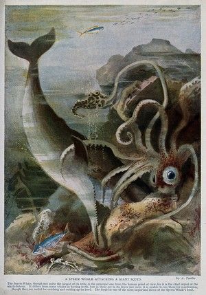 A sperm whale attacks a giant squid. Colour line block after A. Twidle. | Wellcome Collection Seal Reference, Female Pirates, Big Mack, Whale Poster, Whale Illustration, Pirate Costumes, Giant Squid, Wellcome Collection, Marine Creatures