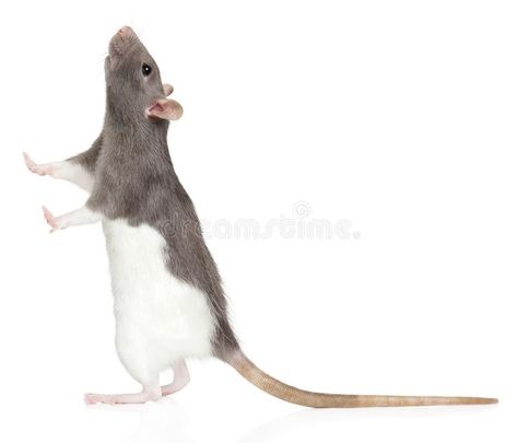 Rat stands on its hind legs and looks up. Decorative rat stands on its hind legs #Sponsored , #sponsored, #sponsored, #stands, #rat, #Decorative, #Rat Rat Standing Up, Home View, Chop Suey, Branding Business, Business Card Branding, View Image, Side View, Design Branding, Rats