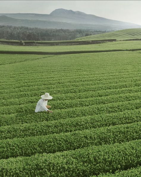 🌿🍵 Escape to O’sulloc Tea Fields! 🍵🌿 Step into the serene beauty of Jeju Island’s O’sulloc Tea Fields, where lush green landscapes stretch as far as the eye can see. 🌱 It’s not just a tea lover’s paradise but a peaceful retreat for anyone seeking a taste of nature. Sip on the finest teas harvested from these pristine fields, where tradition and nature come together in every cup. Have you visited O’sulloc Tea Fields yet? 🌿✨ #OsullocTea #JejuIsland #TeaFields #KoreanTeaCulture #NatureLovers ... Korean Tea, Green Landscapes, Jeju Island, Green Landscape, Lush Green, Tea Lover, Lush, Paradise, Tea