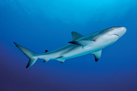 Efforts to Bring Back the Caribbean Reef Shark May Become a Conservation Success Story — Smithsonian Magazine Caribbean Reef Shark, Shark Board, Painting Reference, Reef Shark, The Bahamas, Success Story, Bring Back, The Caribbean, Sharks