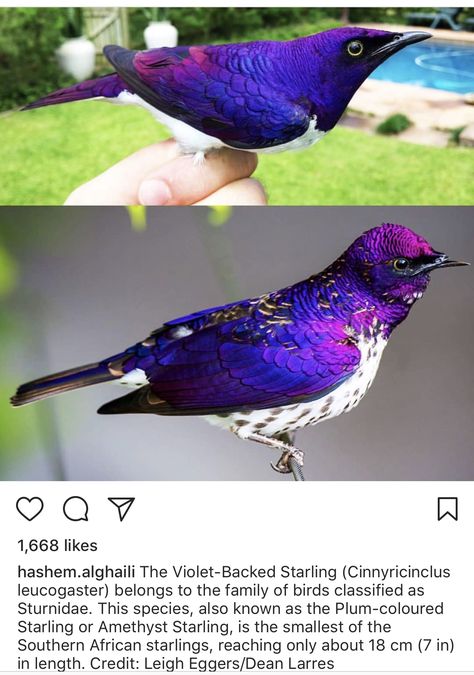 Violet backed starling Violet Starling, Violet Backed Starling, Purple Birds, Parrot Wings, Mha Ocs, Purple Bird, Plant Fungus, Bird Wings, Rare Birds