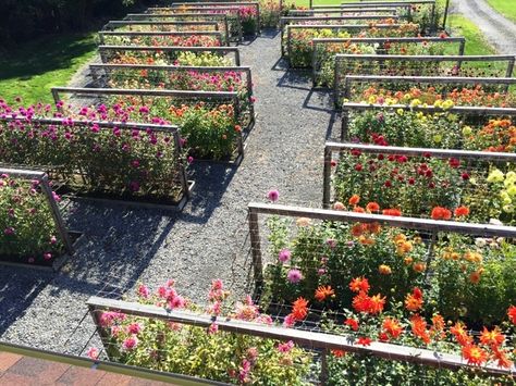 Farm Hacks, English Garden Design, Cut Flower Farm, Dahlias Garden, Garden Home Decor, Bench Diy, Corner Garden, Room Garden, Flower Farmer