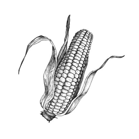 Corn Sketch, Corn Illustration, Corn Drawing, Structural Drawing, Stippling Art, Fall Art Projects, Illustration Studio, Tooling Patterns, Graphic Design Collection