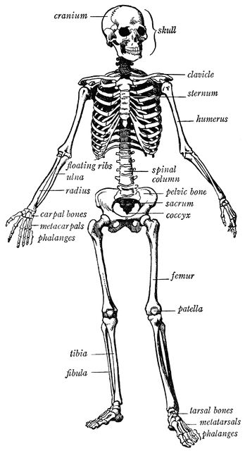 Human skeleton Labeled Skeleton, Skeleton Drawing Easy, Human Body Bones, Skeleton Hands Drawing, 206 Bones, Bone Drawing, Skeleton Human, Human Skeletal System, Human Skeleton Anatomy