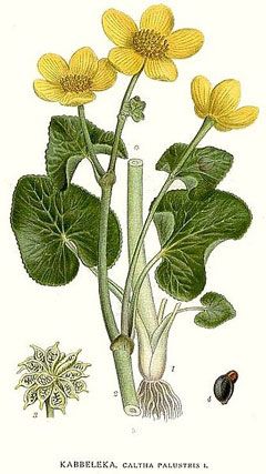 Caltha palustris, Marsh Marigold (marginal) Hur Man Ritar Blommor, Globe Flower, Veggie Art, Plant Study, Antique Botanical Print, Pen Art Drawings, Flower Art Drawing, Botanical Collection, Watercolor Painting Techniques