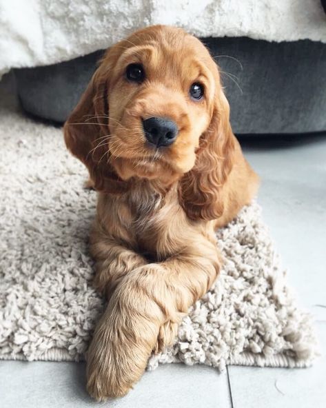 Mini Cocker Spaniel, Golden Cocker Spaniel Puppies, Miniature Cocker Spaniel, Animal Whisperer, English Cocker Spaniel Puppies, Miniature Dog Breeds, Golden Cocker, Golden Cocker Spaniel, Tiny Dog