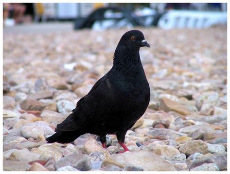 This jet black pigeon. Black Pigeon, Pet Pigeon, 3 Eggs, The Nest, My Dream, Pigeon, I Said, Jet Black, I Saw