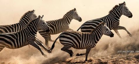 Animal Groups, New Museum, Canvas Photo Prints, Dancing In The Rain, Zebras, Science And Nature, National Geographic, Mammals, Photographic Print