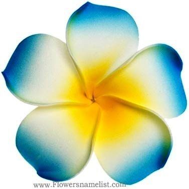 Flores Plumeria, Flowers Name List, Plumeria Tattoo, List Of Flowers, Hawaiian Tattoo, Plumeria Flowers, Soyut Sanat Tabloları, Flower Blue, Flower Names