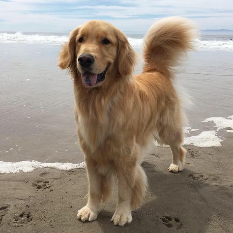 Long Haired Golden Retriever, Long Hair Golden Retriever, Big Fluffy Golden Retriever, Beach Golden Retriever, Golden Retriever Aesthetic Beach, Golden Retriever Water, Golden Retriever At The Beach, Chien Golden Retriever, Dog Ages