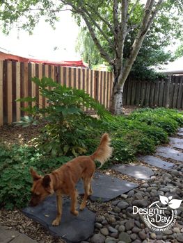 Cedar chips next to fence provide a place for a dog to run protecting planting areas Dog Landscaping, Dog Friendly Garden, Dog Friendly Backyard, Cedar Chips, Black Mondo Grass, Yellow Lab Puppies, Large Hydrangea, Synthetic Lawn, Dog Run