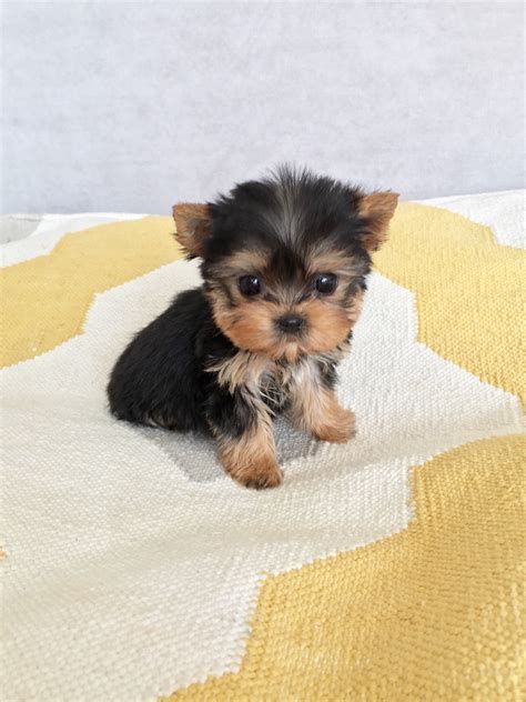 Tiny Teacup Yorkie Puppy for sale! Capuchin Monkeys, Mini Yorkie, Cute Teacup Puppies, Teacup Yorkie Puppy, Mini Puppies, Yorkie Puppy For Sale, Teacup Puppies For Sale, Very Cute Puppies, Really Cute Puppies