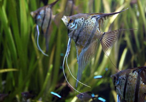 25 Best Angelfish Tank Mates for a Community Aquarium. Learn about the best tank mates for angelfish and find out which fish can live with freshwater angelfish in a community aquarium. Angel Fish Tank, Community Fish Tank, Turtle Tank Setup, Reptile Zoo, Betta Fish Types, Community Tanks, Tropical Freshwater Fish, Fresh Water Fish Tank, Diy Tank