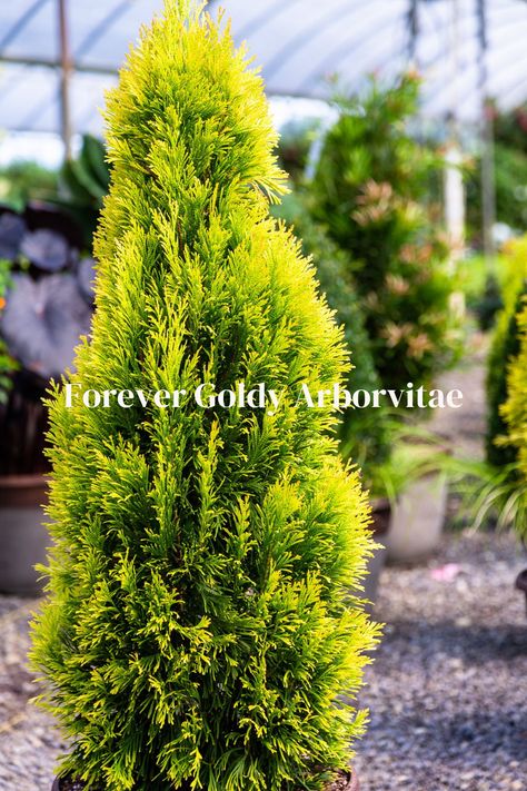 If you want to add a splash of dramatic gold in the landscape, look no further than Forever Goldy Arborvitae. This 24-karat gold-colored arborvitae will look both rich and exquisite combined with the typical dark green leaves and red blooms of Autumn Bravo™. This new addition to the Southern Living Plant Collection is evergreen—or should we say ever gold—and is compact, reaching 10- to 12-feet tall and 3 ½-feet wide. Forever Goldie Arborvitae Tree, Forever Goldy Arborvitae, Arborvitae Landscaping, Yuletide Camellia, Wonderland Garden, Emerald Green Arborvitae, Southern Living Plant Collection, Arborvitae Tree, Southern Living Plants