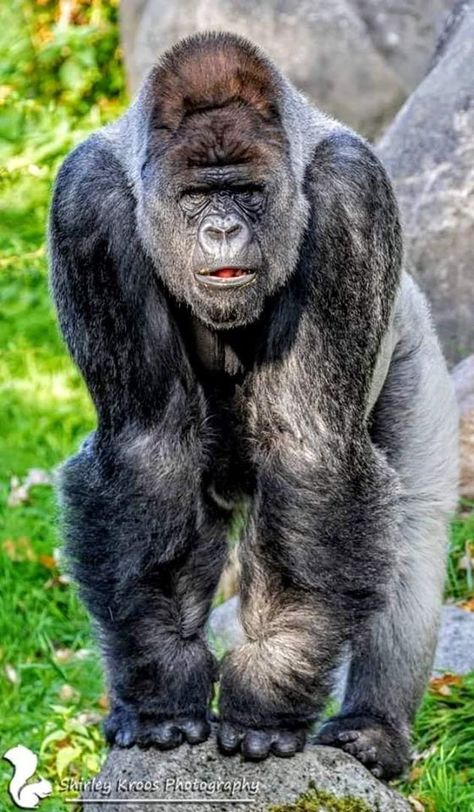 Silver Back Gorilla Silver Back Gorilla, Ape Monkey, Wild Animals Pictures, Mountain Gorilla, Power Animal, Great Ape, King Kong, Black Art, Nature Beauty