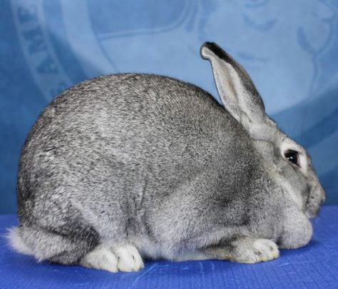 American Fuzzy Lop, French Lop, Chinchilla Rabbit, Raising Rabbits For Meat, Show Rabbits, Rabbit Farm, Raising Rabbits, Rabbit Breeds, Animal Nutrition