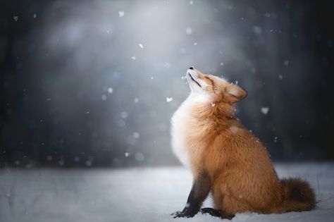 https://flic.kr/p/SEDw3Q | Feeling the Winter | Red fox feeling good during snowy day ♥ Cute Fox Wallpaper, Fox Background, Fox In Snow, Fox Wallpaper, Winter Portraits, Fox Pictures, Winter Animals, Cute Fox, Red Fox