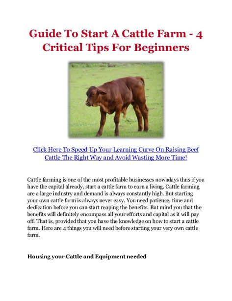 Raising Cattle, Raising Farm Animals, Cattle Farm, Show Cattle, Farm Business, Future Farms, Beef Cattle, Cattle Ranching, Cattle Farming