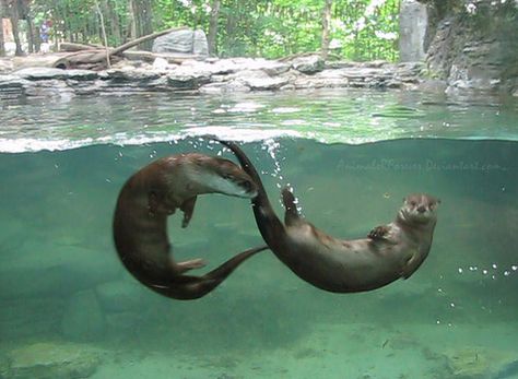 North American River Otters by animalzrforever, via Flickr                                                                                                                                                                                 More Otter Swimming Underwater, Otters Swimming Underwater, Sea Otter Swimming Underwater, Otters Underwater, Otter Underwater, Otters Swimming, Otter Tattoo, River Otters, Significant Otter