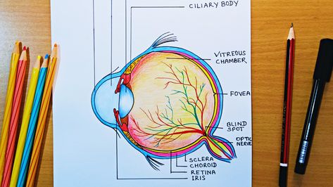 step by step human eye diagram drawing Human Eye Drawing Step By Step, Structure Of Eye Diagram, Human Eye Project, Human Eye Diagram Class 10, Human Eye Model Project, Structure Of Human Eye, Structure Of Eye, Diagram Of The Eye, Human Eye Diagram