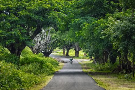 Background Images Road Side, Background Images Road, Road With Trees, Country Background, Country Backgrounds, Landscaping Images, Both Sides, Background Images, Photo Image