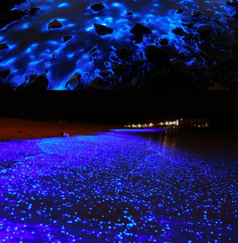 Bioluminiscencia en la Isla Holbox Vaadhoo Island, Holbox Island Mexico, Collecting Seashells, Holbox Island, Vacation Wishes, Cancun Trip, Sea Of Stars, Mexico Travel Guides, Puerto Escondido