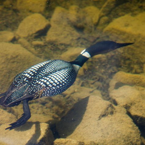 Loon Swimming Underwater, Loon Diving, Canadian Birds, Loon Tattoo, Loon Bird, Ashley Cooper, Common Loon, North American Animals, Bee Eater