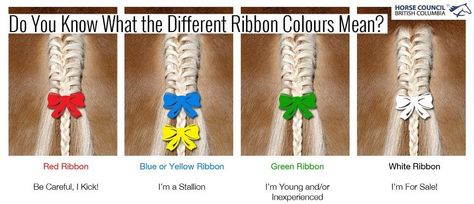 Do you know your tail ribbon colours? | www.hcbc.ca Ribbon Meaning, Horse Ribbons, Horse Braiding, Horse Facts, Horse Mane, Horse Riding Clothes, Horse Tail, Horse Treats, Horse Tips