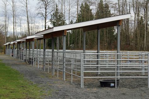 Paddock shelters Show Cattle Barn, Pasture Shelter, Easy Shed, Horse Farm Ideas, Horse Paddock, Diy Horse Barn, Cattle Barn, Shed Building, Horse Shelter