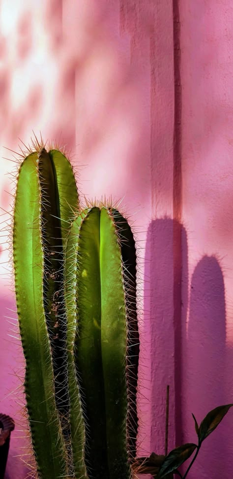 Cactus Lockscreen, Cacti Aesthetic, Cloud Wallpapers, Iphone Wallpaper Plants, Enjoying Nature, Floral Wallpaper Phone, Cloud Wallpaper, Orange Aesthetic, Make Pictures