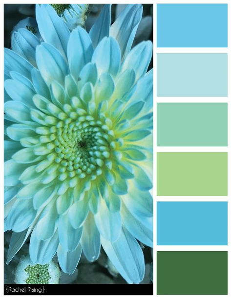 Design Seed, Palettes Color, Color Schemes Colour Palettes, Color Palate, Design Seeds, Color Palette Design, Color Balance, Colour Palettes, Colour Schemes