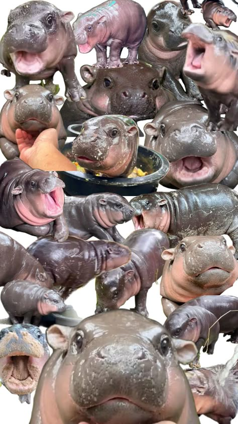 moo deng. Moo Deng Scream, Moo Deng Wallpapers, Moo Dang Wallpaper, Mo Deng, Moo Deng Hippo Wallpaper, Cute Hippo Wallpaper, Moo Dang, Funny Animal Pictures Memes Humor, Cute Backrounds