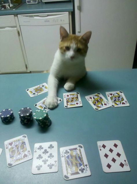 Reilly goes all in! What a poker face! Calming Cat, Cheezburger Cat, Poker Face, Silly Cats Pictures, Curious Cat, Cat Pictures, Cat Icon, Sugar Glider, Silly Animals